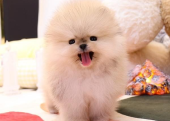 Pomeranian boo ayicik surat yavrularımız